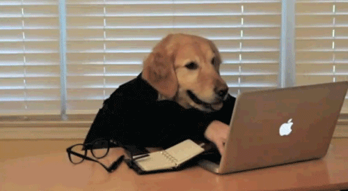 seo dog
