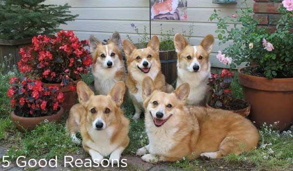5 good corgis